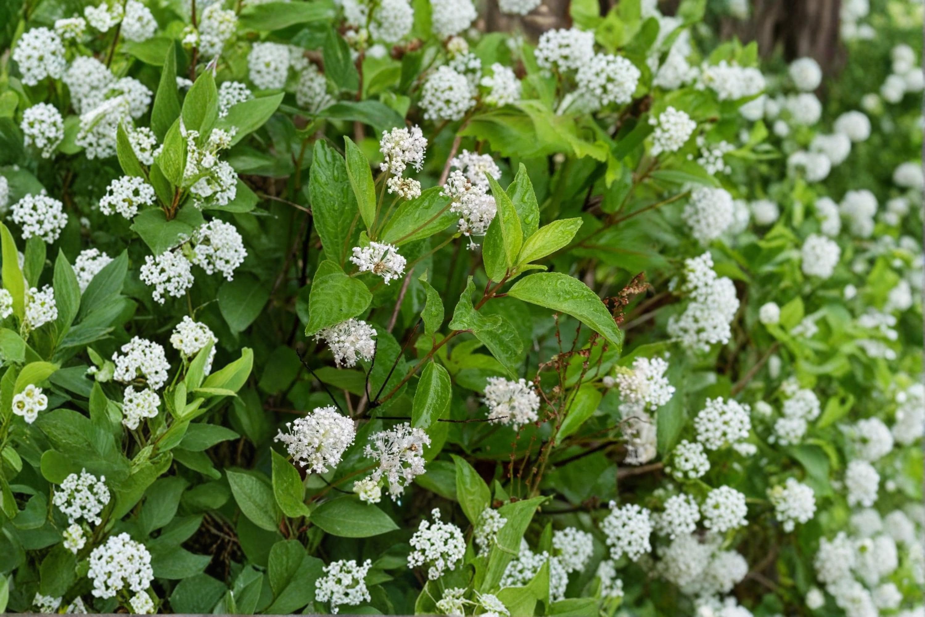 New Jersey Tea Seeds – Ceanothus americanus – Native Deciduous Shrub with White Flowers for Garden Borders