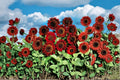 Red Sunflower Seeds – Helianthus annuus, Annual Flowering Plant for Garden Beds & Borders