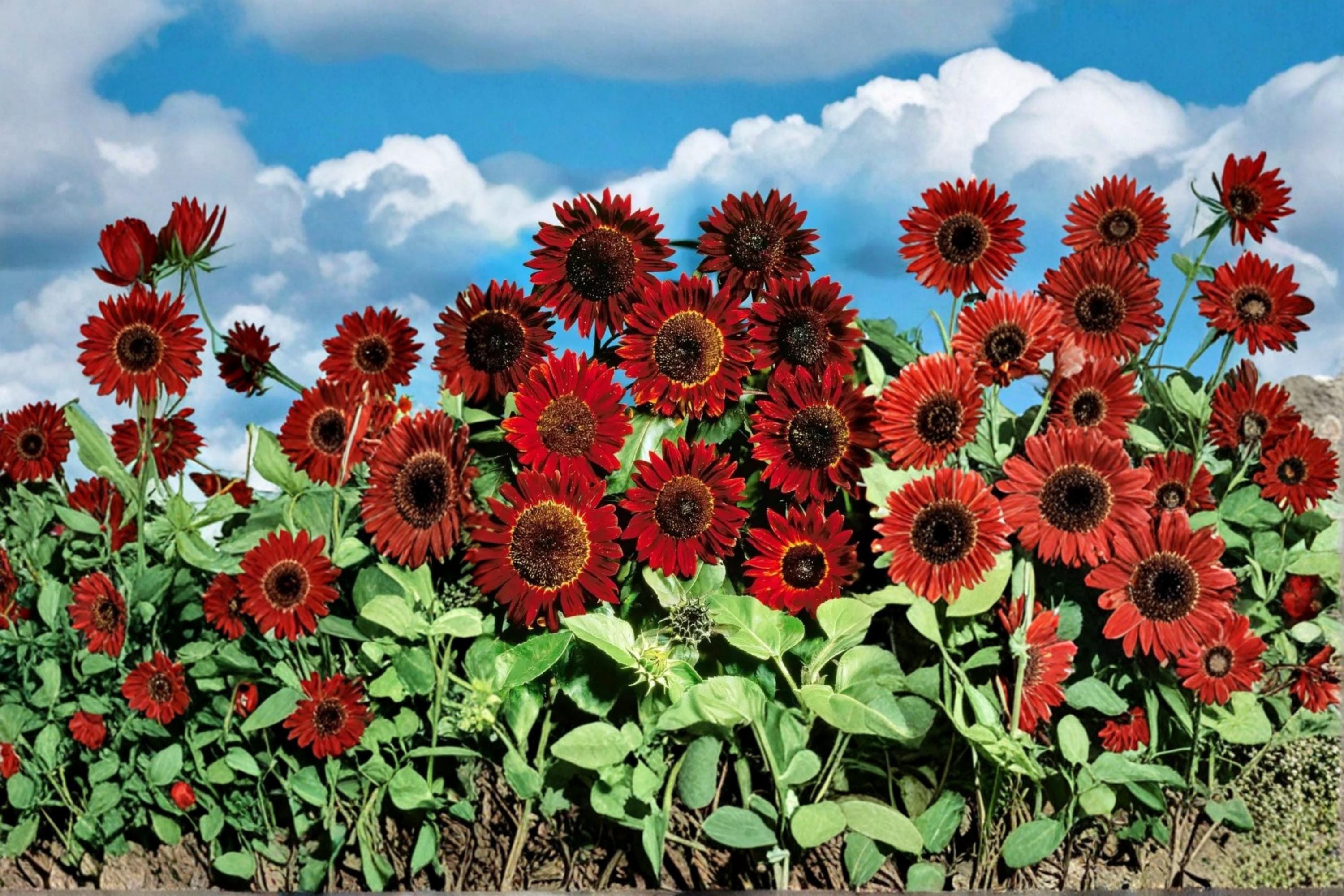 Red Sunflower Seeds – Helianthus annuus, Annual Flowering Plant for Garden Beds & Borders