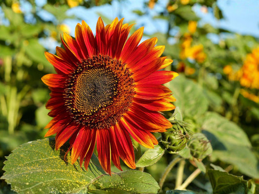 Velvet Queen Sunflower Seeds – Helianthus annuus Deep Red Heirloom for Cottage, Pollinator & Cutting Gardens