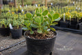 Native Wetland Plant Seeds – Ludwigia alternifolia Seedbox (1000 Seeds) for Rain Gardens, Ponds, and Natural Habitats