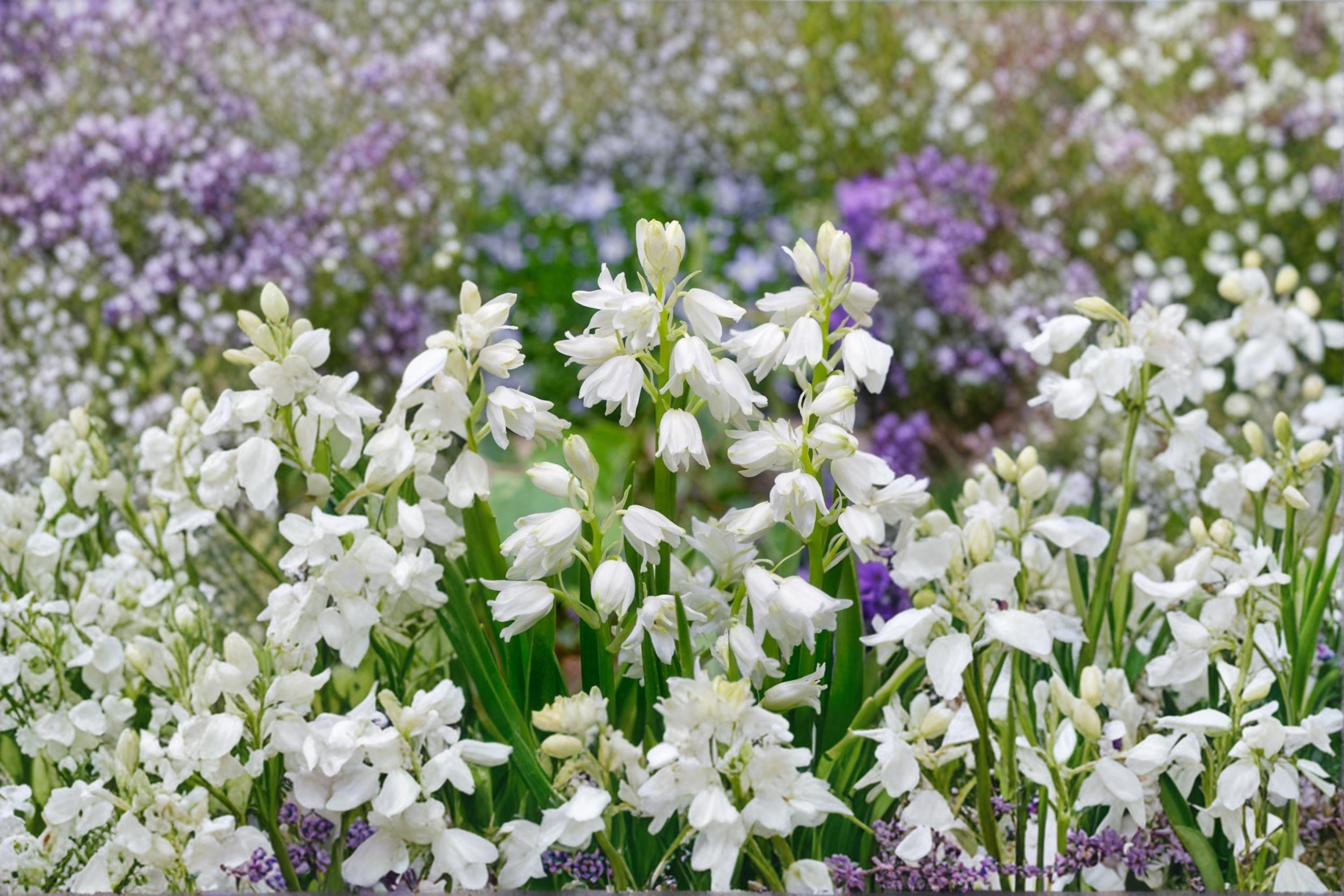 Spanish Whitebells Bulb – Hyacinthoides hispanica, Spring Flowering White Bell-Shaped Blooms, Garden & Border Plant
