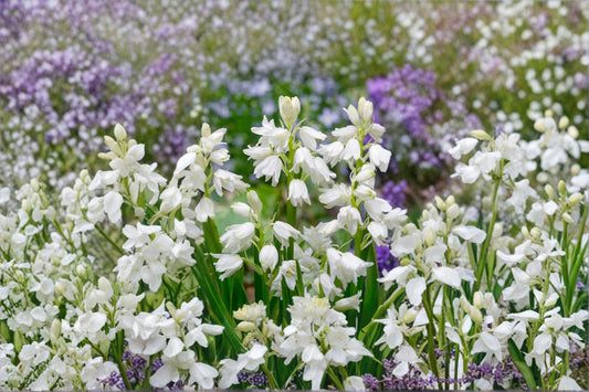 Spanish Whitebells Bulb – Hyacinthoides hispanica, Spring Flowering White Bell-Shaped Blooms, Garden & Border Plant