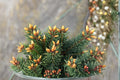 Blue Douglas Fir Seeds – Pseudotsuga menziesii Evergreen Conifer Tree for Landscaping & Outdoors