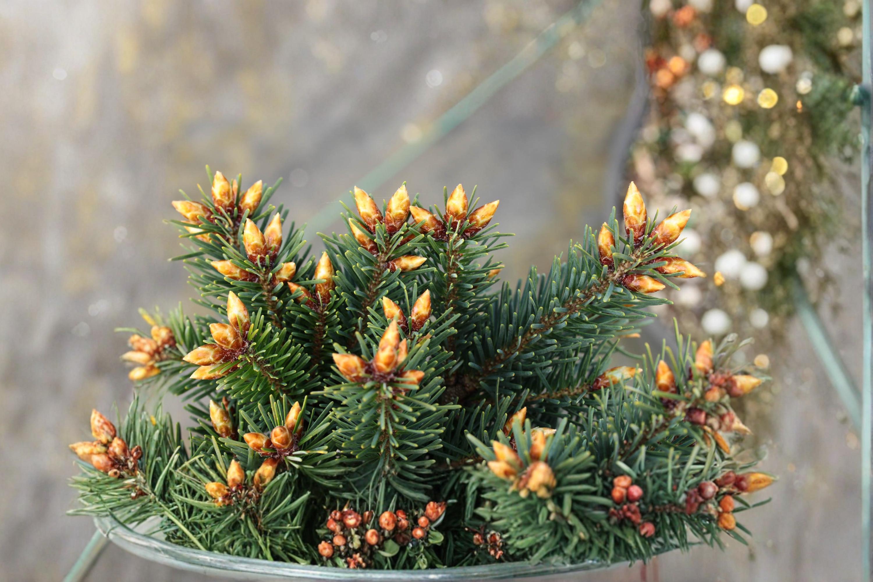 Blue Douglas Fir Seeds – Pseudotsuga menziesii Evergreen Conifer Tree for Landscaping & Outdoors