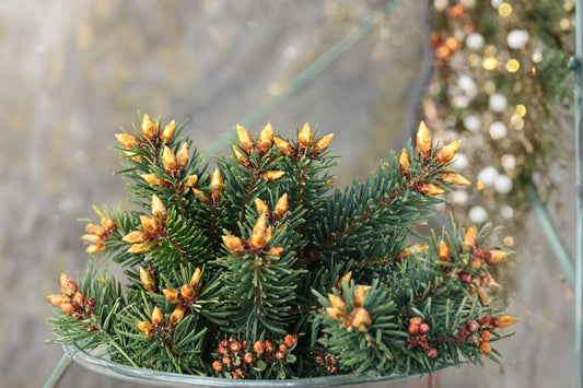 Blue Douglas Fir Seeds – Pseudotsuga menziesii Evergreen Conifer Tree for Landscaping & Outdoors
