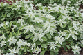 Mountain Snow Seeds – Euphorbia marginata, Annual Flowering Plant with White-Edged Green Foliage, Garden Bed & Border Plant