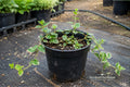 Snake Gourd Seeds (Lagenaria siceraria) – Fast-Growing Climbing Vine for Culinary & Ornamental Gardens