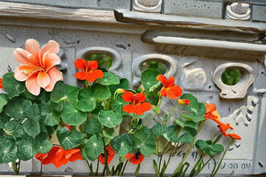 Trailing Nasturtium Seeds – Tropaeolum majus, Annual Flowering Vine, Mixed-Color Blooms, Container & Garden Plant, 200 Seeds