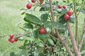 African Red Peach Tree Seeds – Nauclea latifolia, Tropical Fruit Tree, Garden Plant, Edible Red Fruit, Outdoor Landscaping