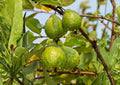 Indonesian Seedless Guava Live Fruit Tree – Psidium guajava, 1-2 Feet Tall, Tropical Edible Landscape, Backyard Orchard Plant