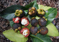 Mangosteen Live Fruit Tree – Garcinia mangostana, 12-24 inch starter plant, Tropical Evergreen Fruit Tree for Edible Gardens