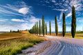 Italian Cypress Seeds – Cupressus sempervirens, Evergreen Tree for Landscaping, Windbreak & Privacy Planting, 50 Seeds
