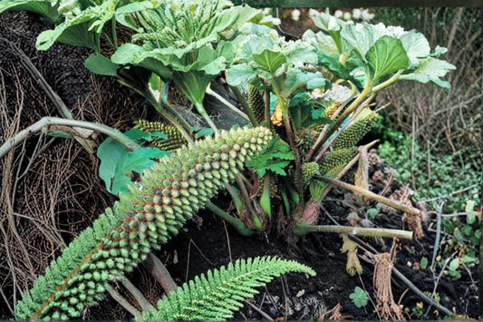 Chilean Rhubarb Seeds – Gunnera tinctoria Perennial Foliage Plant for Garden Landscape & Water Features