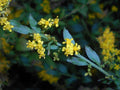 Elmleaf Goldenrod Seeds - Native Perennial Wildflower for Pollinator Gardens, Prairie & Cottage Landscapes, Solidago ulmifolia