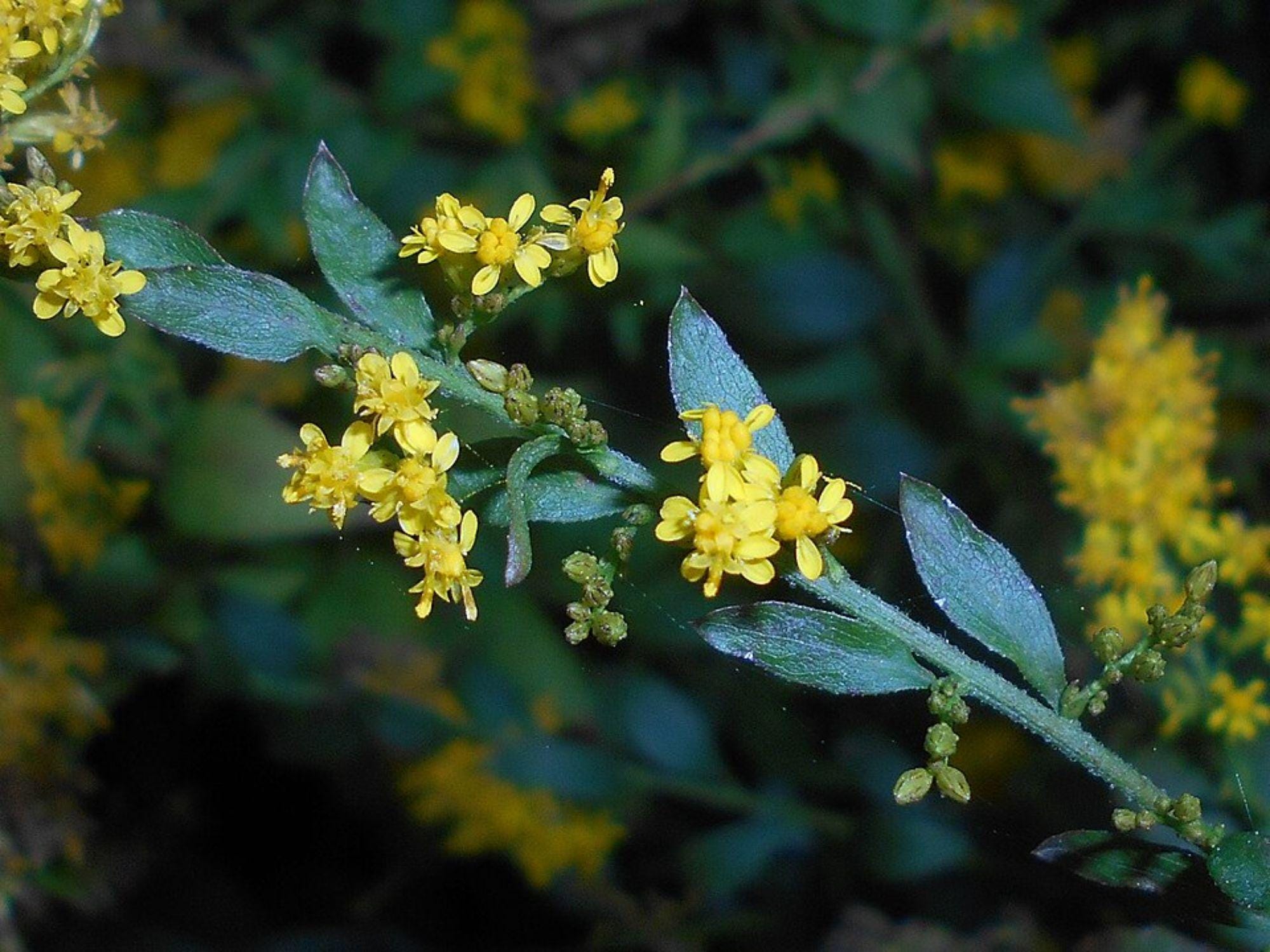 Elmleaf Goldenrod Seeds - Native Perennial Wildflower for Pollinator Gardens, Prairie & Cottage Landscapes, Solidago ulmifolia