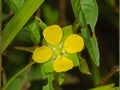 Seedbox Wildflower Seeds for Rain Gardens, Native Perennial, Yellow Blooms, Wetland Planting, Ludwigia alternifolia