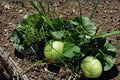 Bushel Gourd Seeds – Lagenaria siceraria Vining Plant for Garden Beds & Outdoor Cultivation