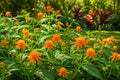 Mexican Flame Vine Plant - Tropical Climbing Vine with Yellow-Orange Flowers - Senecio confusus
