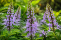 Lavender Cat Whiskers Plant - Live Perennial Orthosiphon stamineus Java Tea with Lavender Blooms for Garden, Border, or Container