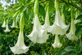 Shredded White Fantasy Brugmansia Plant - Rare Tropical Angels Trumpet for Indoor or Garden Decor