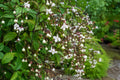 Tropical Plant Light Bulbs Chains of Glory Clerodendrum White Flowers Indoor Outdoor Garden