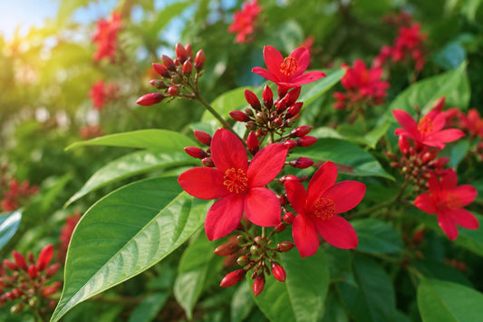 Red Dwarf Jatropha Plant - Integerrima Peregrina - Rare Sub-Tropical Flowering Tree for Garden, Patio & Container Gardening