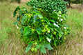 Hazel Alder Seeds – Alnus incana rugosa – Deciduous Fast-Growing Tree for Landscaping and Woodland Gardens