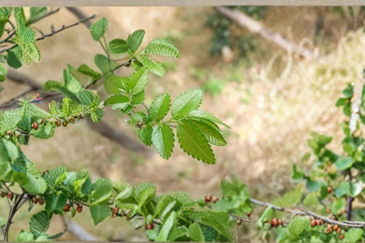Chinese Corkbark Elm Seeds – Ulmus parvifolia, Deciduous Landscape Tree, Garden & Outdoor Planting, 30 Seeds