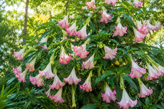 Brugmansia Plant - Tropical Versicolor Angel's Trumpet with Big Peach, Yellow & White Blooms - Exotic Flowering Shrub