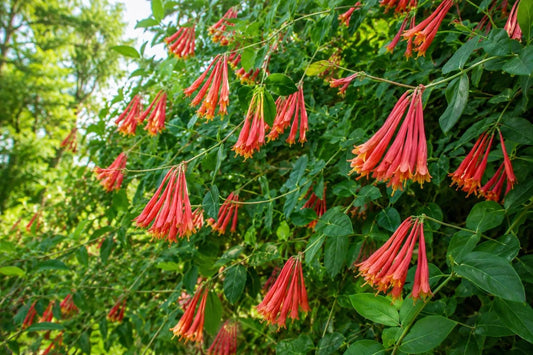 Coral Honeysuckle Vine Plant – Bright Orange Flowers – Lonicera sempervirens – Florida Native Climbing Vine for Gardens