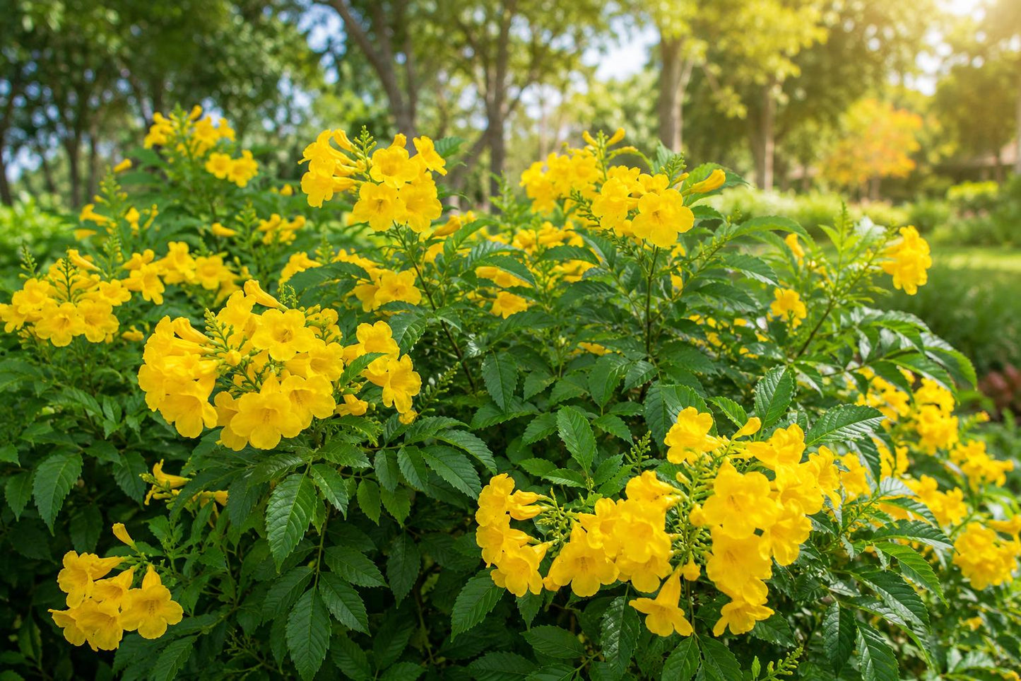 Gold Star Esperanza Plant - Texas Superstar Yellow Bells - Tecoma stans - Butterfly Attracting, Drought-Tolerant Perennial