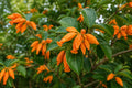 Juanulloa Gold Finger Bush Vine Plant - Rare Tropical Orange Flower, Hummingbird Attracting, Juanulloa spp.