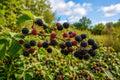Mysore Raspberry Plant - Tropical Bush with Red Indigo Fruit - Rubus niveus - Edible Fruit & Ornamental Shrub