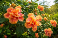 Tropical Hibiscus Plant - Double Fancy Peach Lavender - Hibiscus rosa-sinensis - Garden, Patio, Pollinator Magnet