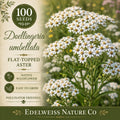 Verbesina helianthoides Seeds | Yellow Crownbeard Wildflower for Pollinator Gardens, Full Sun, Well-drained Soil, 30 Seeds