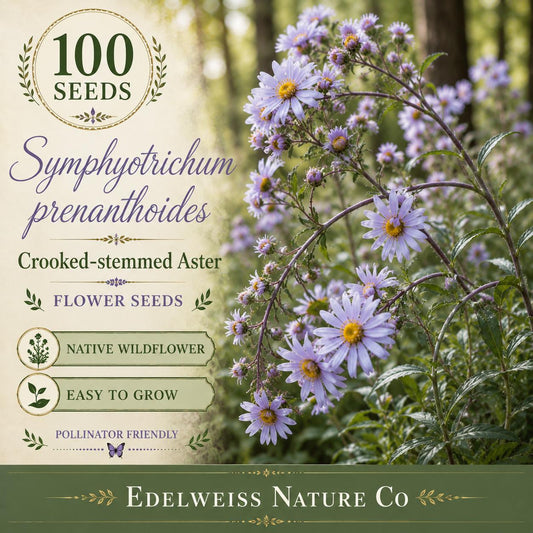 American Germander Seeds – Native Wildflower, Lavender-Pink Blooms, Pollinator-Friendly, Teucrium canadense, Prairie & Natural Gardens