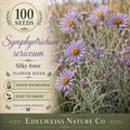 Parthenium integrifolium Seeds - Wild Quinine Perennial Flower for Pollinator Gardens, Native Prairie Plant, 25 Seeds
