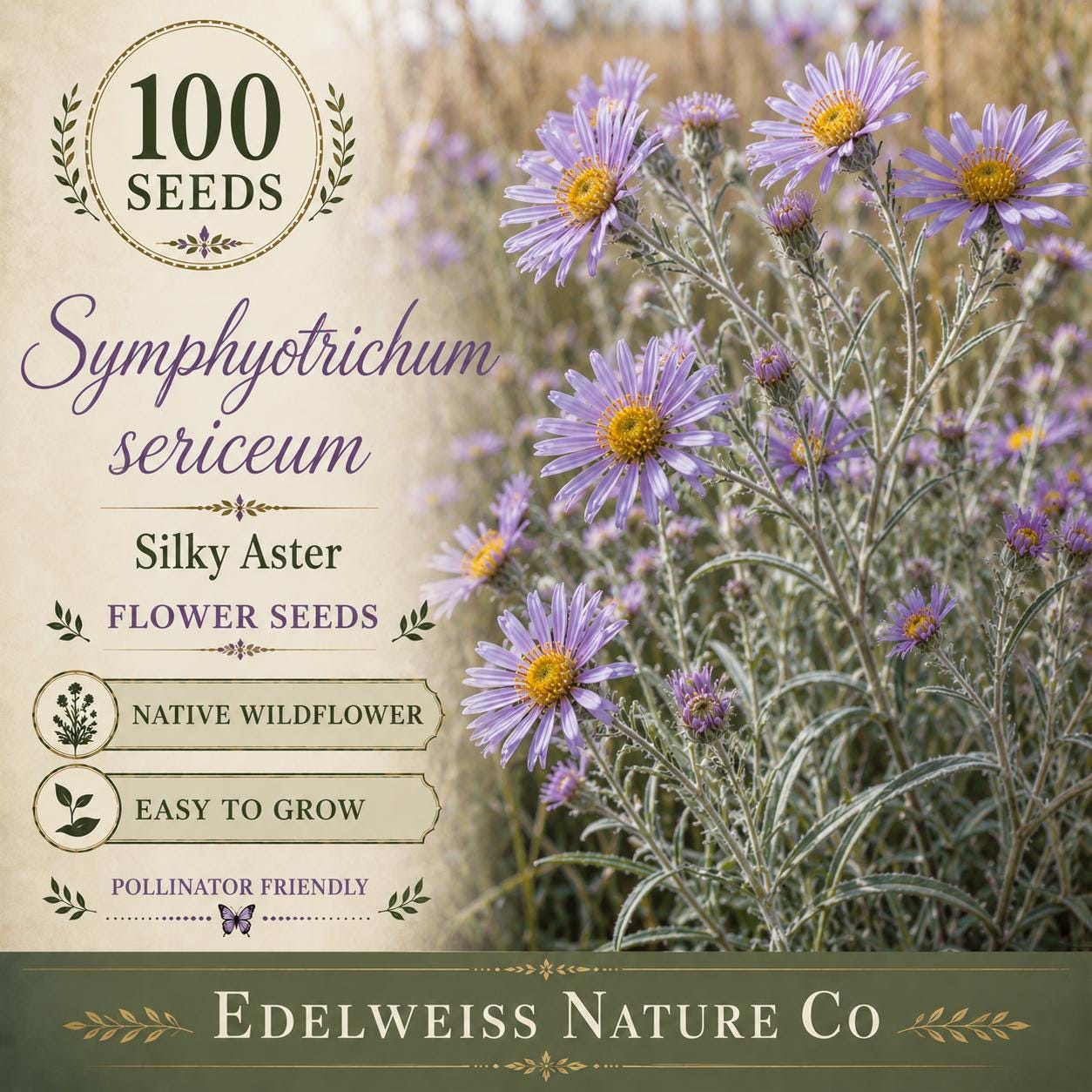 Parthenium integrifolium Seeds - Wild Quinine Perennial Flower for Pollinator Gardens, Native Prairie Plant, 25 Seeds