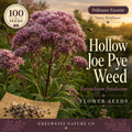 Downy Wood Mint Seeds (Blephilia ciliata) - Native Wildflower for Pollinators & Prairie Gardens, Fragrant Lavender Blooms, Easy to Grow