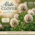 Cutleaf Coneflower Seeds (50) | Rudbeckia laciniata Wild Native Tall Pollinator Garden Plant