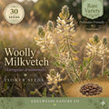 Parsnipflower Buckwheat Seeds, Native Wildflower, Drought-Tolerant, Eriogonum heracleoides, Xeriscape, Pollinator Plant, 50 Seeds