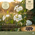 American Bugleweed Seeds (500) | Native Wildflower with Pink, White & Lavender Blooms | Ajuga reptans