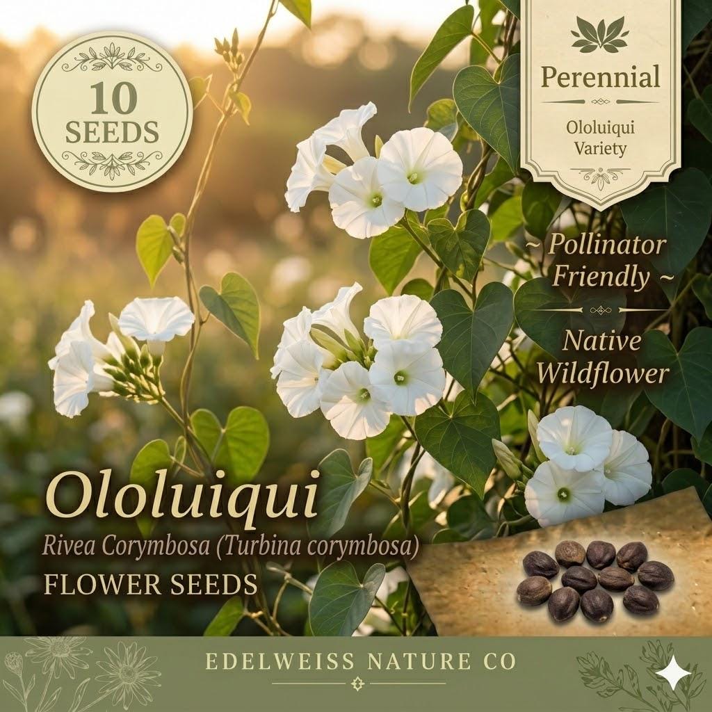 American Bugleweed Seeds (500) | Native Wildflower with Pink, White & Lavender Blooms | Ajuga reptans