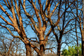 Paperbark Maple Seeds – Acer griseum, Deciduous Tree for Garden & Landscape Planting