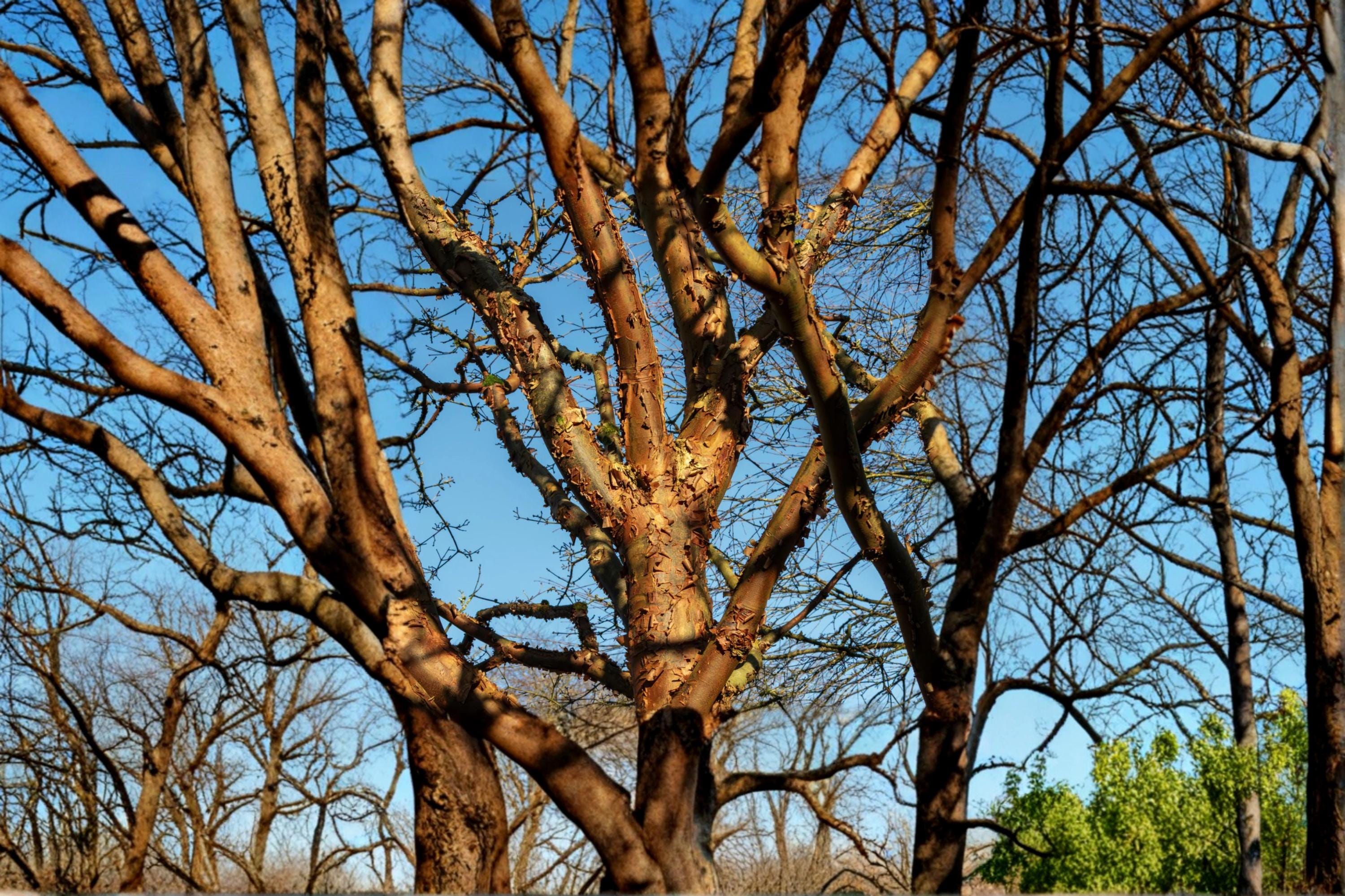 Paperbark Maple Seeds – Acer griseum, Deciduous Tree for Garden & Landscape Planting