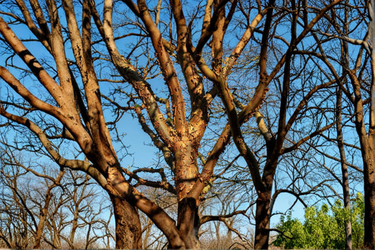 Paperbark Maple Seeds – Acer griseum, Deciduous Tree for Garden & Landscape Planting