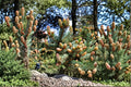 White Spruce Seeds – Picea glauca Evergreen Conifer Tree for Landscaping & Garden Planting