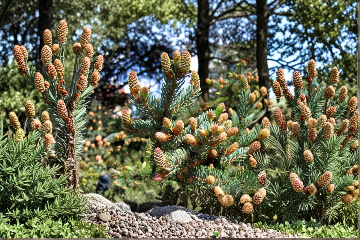 White Spruce Seeds – Picea glauca Evergreen Conifer Tree for Landscaping & Garden Planting