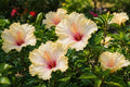 Tropical Hibiscus Plant - Single Bloom Pale Yellow Lavender - Hibiscus rosa-sinensis - Garden Flower, Indoor or Outdoor Plant